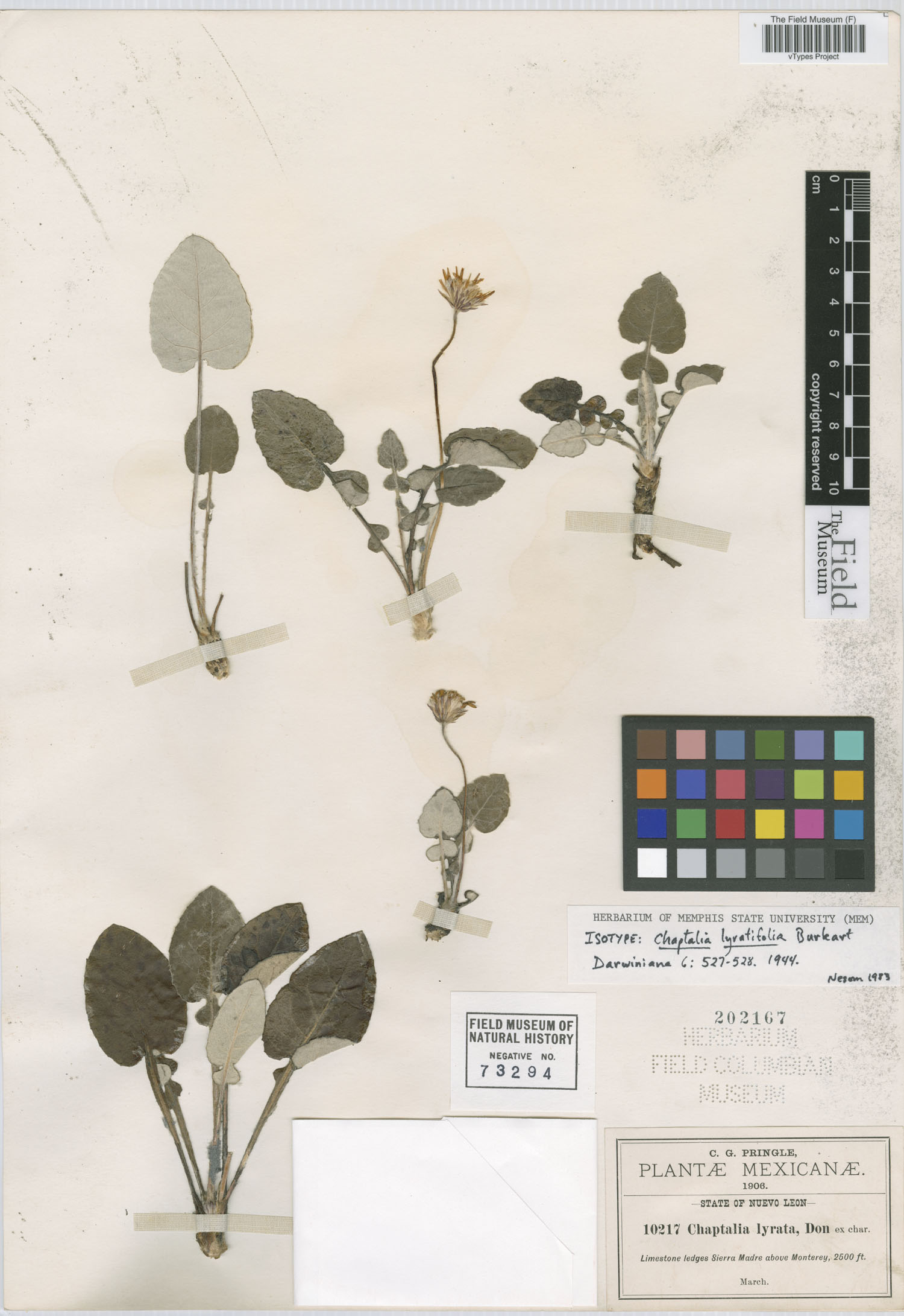 Chaptalia lyratifolia image