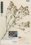 Chrysanthemum lavandulifolium var. discoideum Hand.-Mazz., China, K. A. H. Smith 13302, Isotype, F