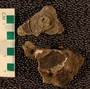 PE61337_fossil