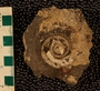 PE61339_fossil