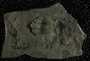 PE5035_fossil