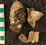 PE61341_fossil