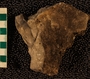 PE61348_fossil