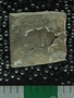 PE14069_fossil