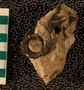 PE61351_fossil