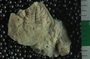 PE18655_fossil