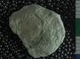PE18656_fossil