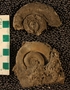 UC21866_fossil