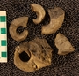 UC21871_fossil