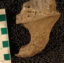 UC21911_fossil