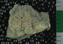 PE18658_fossil
