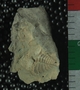 PE18660_fossil