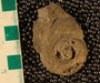 UC21964 fossil