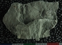 PE18661_fossil