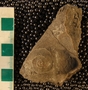 UC24353_fossil
