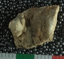 PE26094_fossil
