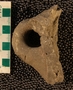 UC24353_fossil_2