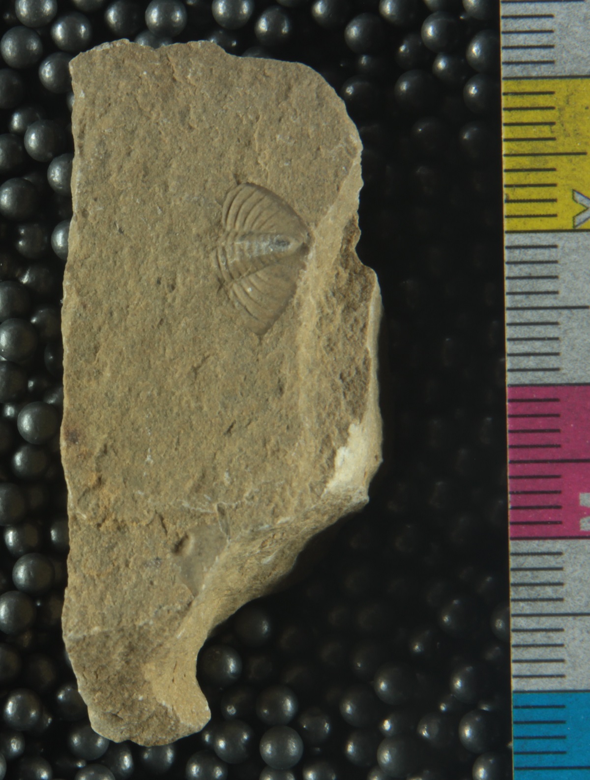 PE54909 fossil