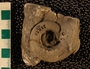 UC28822_fossil