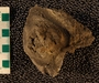 UC33778_fossil