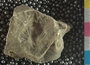 PE61304_fossil