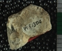 PE61306_fossil