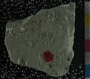 PE61309_fossil