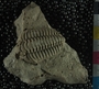 PE61310_fossil