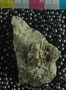 PE61311_fossil