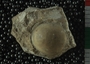 UC2938_fossil