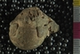 UC6862_fossil