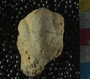 UC22048_fossil