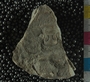 UC22883_fossil
