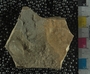 UC22884_fossil