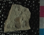 UC27875_fossil