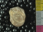 UC28733_fossil