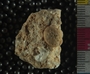UC28734_fossil