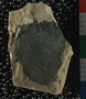 UC33619_fossil