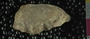 UC33619_fossil3