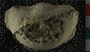 UC33620_fossil