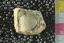 UC35586_fossil