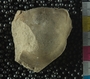 UC35586_fossil2