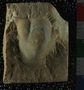 UC51744_fossil