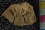 UC32876_fossil