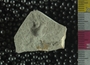 PE2763_fossil