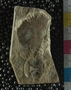 PE2764_fossil