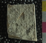 PE2765a_fossil