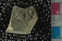 PE2765c_fossil