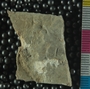 PE2765d_fossil