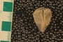 P11387_fossil